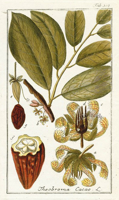 Beurre de cacao – cacaoaureole